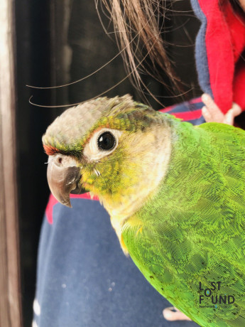green-cheek-conure-named-mario-gone-missinglost-big-2