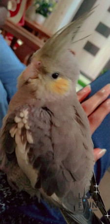 lost-4-months-old-cockatiel-grey-in-color-big-1