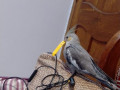 lost-4-months-old-cockatiel-grey-color-small-1