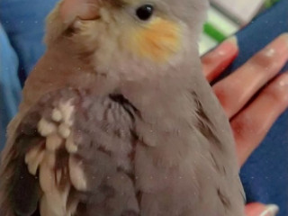 Lost 4 Months old cockatiel Grey color