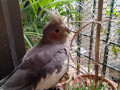 gray-cockatiel-lost-from-thane-on-26th-jan-22-small-0