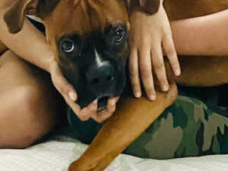 Boxer dog missing in Anna Nagar east area