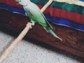 parrot-accidentally-flew-away-small-0