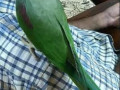 parrot-accidentally-flew-away-small-1