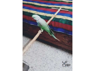 Parrot accidentally flew away