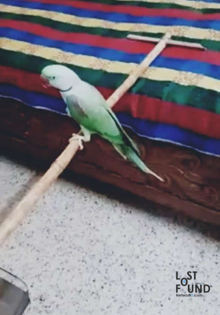 parrot-accidentally-flew-away-big-0