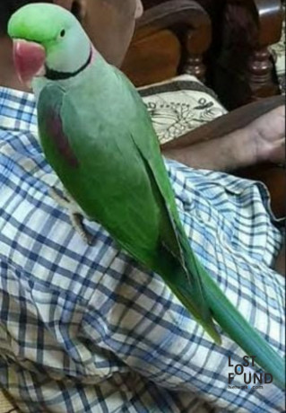 parrot-accidentally-flew-away-big-1
