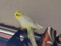 my-lost-kiki-pattu-cockatiel-bird-flew-away-accidentally-small-1