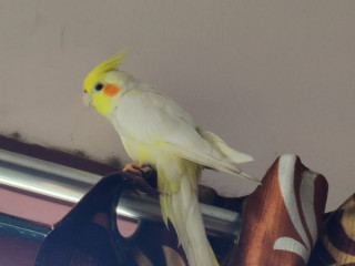 My lost Kiki pattu cockatiel bird flew away accidentally