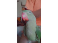 5-months-old-parrot-lost-near-mira-bhayander-sports-complex-small-1