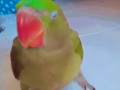 5-months-old-parrot-lost-near-mira-bhayander-sports-complex-small-0