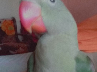 5 months old parrot lost near Mira Bhayander sports complex