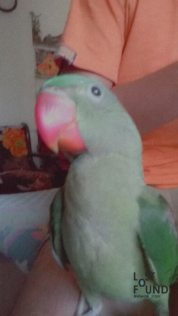5-months-old-parrot-lost-near-mira-bhayander-sports-complex-big-1