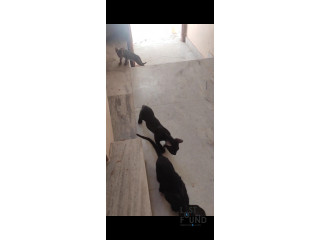 3 Kittens Lost near Jaipur Junction ticket counter