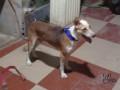 pet-dog-missing-small-2