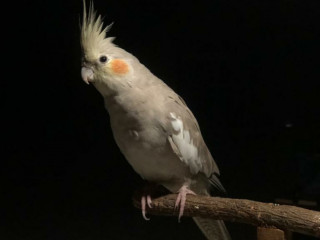 Grey female cockatiel missing from Erragadda, 4july