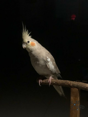 grey-female-cockatiel-missing-from-erragadda-4july-big-0