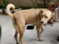 an-abandoned-male-fawn-colour-dog-found-in-noida-small-0