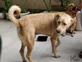 An abandoned male ,fawn colour ,dog found in Noida