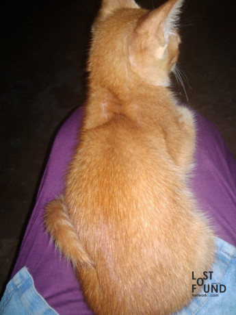 my-indian-breed-2-year-old-cat-is-missing-near-sagaon-area-of-dombivli-east-big-0