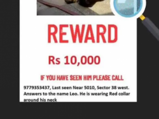 10,000 Reward - Missing German Shepherd: Red collar, around 7yrs. Name Leo, Contact 9643199310