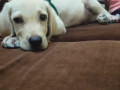 lost-4-months-lab-small-0