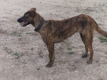 female-brown-dog-missing-small-2