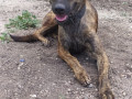 female-brown-dog-missing-small-1