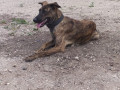 female-dog-missing-since-231022-small-0