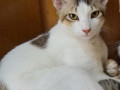 missing-white-cat-sheikhpet-area-small-0
