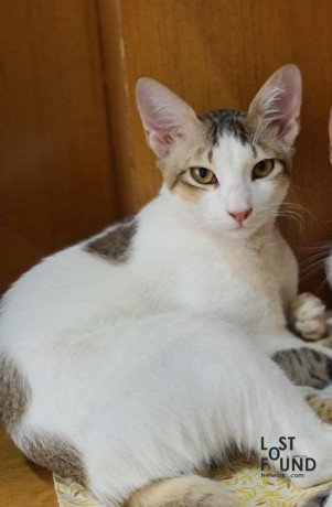 missing-white-cat-sheikhpet-area-big-0