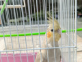 grey-color-cockatielnearly-7-months-oldlost-today-on-20th-january-2023flew-away-from-my-home-small-0
