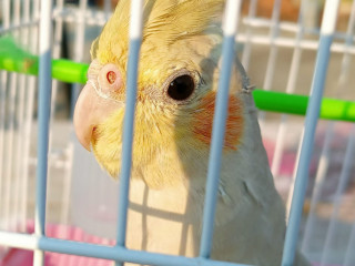 Grey color cockatiel.Nearly 7 months old.Lost today on 20th january 2023.Flew away from my home