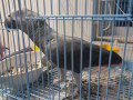 found-an-african-grey-bird-in-metro-zone-thirumangalam-small-0