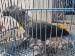 Found an African Grey Bird in Metro Zone Thirumangalam