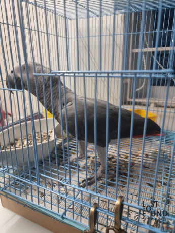 found-an-african-grey-bird-in-metro-zone-thirumangalam-big-0