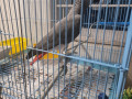 african-grey-parrot-small-0