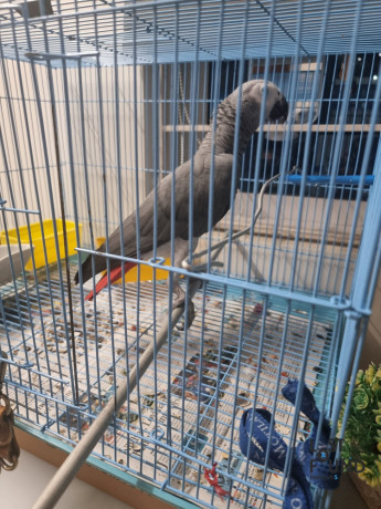 african-grey-parrot-big-0