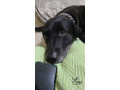 black-male-labrador-name-rocky-10-years-old-is-lost-small-0
