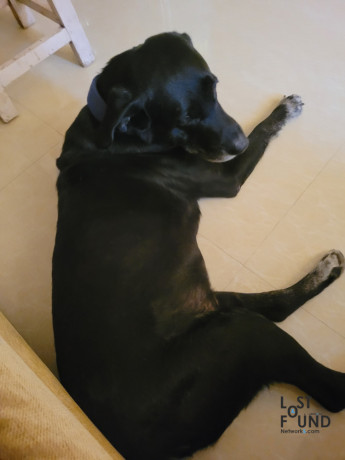 black-male-labrador-name-rocky-10-years-old-is-lost-big-1