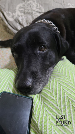 black-male-labrador-name-rocky-10-years-old-is-lost-big-0