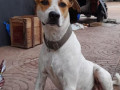 our-street-dog-is-missing-small-0
