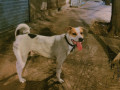our-street-dog-is-missing-small-1