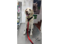 lost-my-pet-on-26th-august-small-0