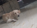 lost-my-pet-on-26th-august-small-2