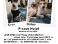 help-2-dogs-missing-cash-reward-for-help-small-2