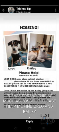 help-2-dogs-missing-cash-reward-for-help-big-2