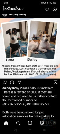 help-2-dogs-missing-cash-reward-for-help-big-0