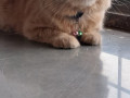 lost-male-ginger-persian-in-kharadi-small-0