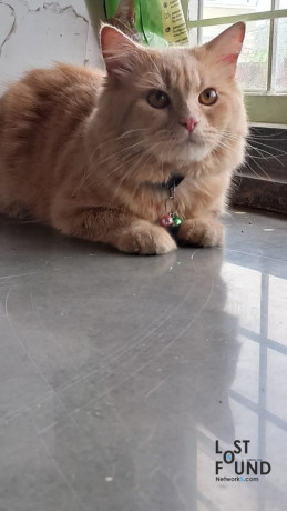 lost-male-ginger-persian-in-kharadi-big-0